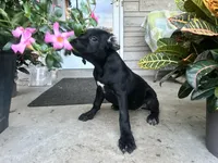 Cane Corso - Layla , a female Cane Corso for sale in Louisville, KY – 1 of 1