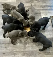 Girl # 5, a female Cane Corso for sale in Louisville, KY – 8 of 9