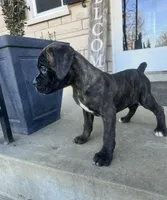 Girl # 2 , a female Boxer and Cane Corso for sale in Louisville, KY – Photo 5 of 7