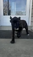 Girl # 2 , a female Boxer and Cane Corso for sale in Louisville, KY – Photo 7 of 7