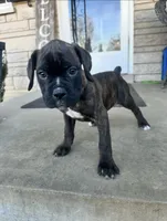 Girl # 2 , a female Boxer and Cane Corso for sale in Louisville, KY – Photo 1 of 7