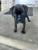 Girl # 2 , a female Boxer and Cane Corso for sale in Louisville, KY – Photo 4 of 7