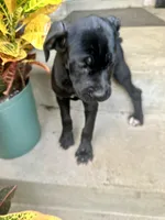 Lola , a female Cane Corso for sale in Louisville, KY – 3 of 7