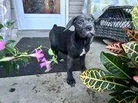 Sadie - Cane Corso pup , a female Cane Corso for sale in Louisville, KY – 3 of 10