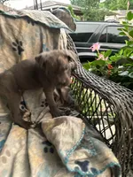 Girl #3 updated , a female Cane Corso for sale in Louisville, KY – 6 of 10