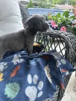 Girl # 5, a female Cane Corso for sale in Louisville, KY – 6 of 9