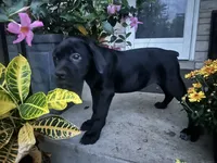 Layla - Cane Corso , a female Cane Corso for sale in Louisville, KY – 4 of 9