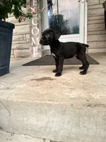 Girl #1 updated , a female Cane Corso for sale in Louisville, KY – 7 of 9