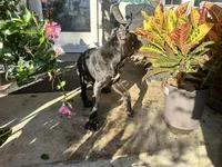 Layla, a female Cane Corso for sale in Louisville, KY – 7 of 9
