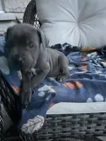 Boy #1, a male Cane Corso for sale in Louisville, KY – 4 of 10