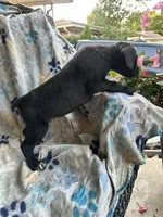 Boy # 2 , a male Cane Corso for sale in Louisville, KY – 3 of 10