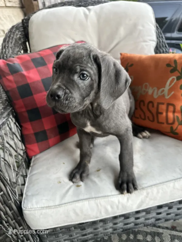 Sadie  – Cane Corso puppy for sale in Louisville, KY