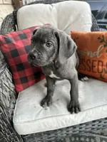 Sadie , a female Cane Corso for sale in Louisville, KY – 1 of 9