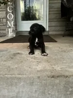 Boy #3 updated , a male Cane Corso for sale in Louisville, KY – 4 of 10