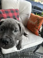 Sadie , a female Cane Corso for sale in Louisville, KY – 7 of 9