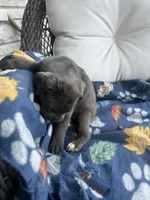 Girl # 5, a female Cane Corso for sale in Louisville, KY – 2 of 9