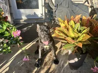 Layla, a female Cane Corso for sale in Louisville, KY – 5 of 9