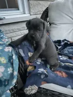 Boy #1, a male Cane Corso for sale in Louisville, KY – 1 of 10