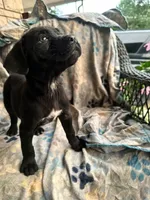 Girl #1 updated , a female Cane Corso for sale in Louisville, KY – 8 of 9