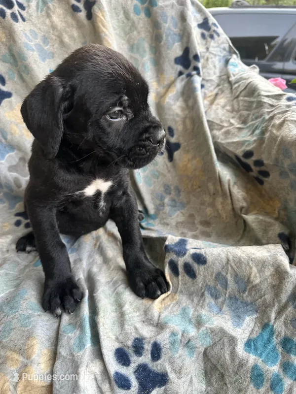 Girl # 1 – Cane Corso puppy for sale in Louisville, KY