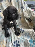 Girl # 1, a female Cane Corso for sale in Louisville, KY – 1 of 10