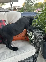 Layla , a female Cane Corso for sale in Louisville, KY – 4 of 7