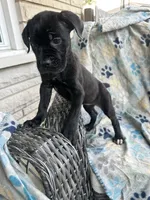 Girl # 4 , a female Cane Corso for sale in Louisville, KY – 2 of 10