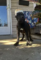 Layla * ears cropped.*, a female Cane Corso for sale in Louisville, KY – 6 of 10