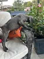 Sadie , a female Cane Corso for sale in Louisville, KY – 8 of 9