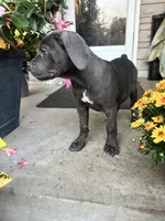 Sadie - Cane Corso , a female Cane Corso for sale in Louisville, KY – 3 of 10