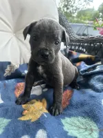 Girl # 3, a female Cane Corso for sale in Louisville, KY – 5 of 9