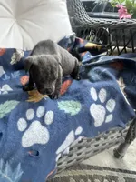 Girl # 3, a female Cane Corso for sale in Louisville, KY – 9 of 9