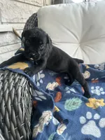 Girl # 1, a female Cane Corso for sale in Louisville, KY – 9 of 10