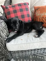 Lola , a female Cane Corso for sale in Louisville, KY – 4 of 4