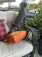Sadie , a female Cane Corso for sale in Louisville, KY – 9 of 9