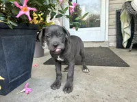 Sadie , a female Cane Corso for sale in Louisville, KY – 5 of 9