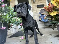 Stella , a male Cane Corso for sale in Louisville, KY – 7 of 8