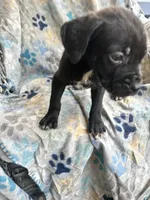 Boy # 2 , a male Cane Corso for sale in Louisville, KY – 10 of 10