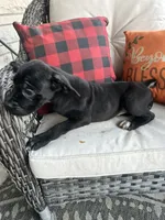 Lola , a female Cane Corso for sale in Louisville, KY – 3 of 4