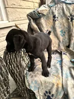 girl # 4 updated, a female Cane Corso for sale in Louisville, KY – 2 of 10