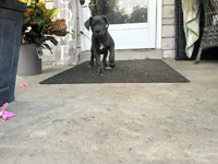 Sadie , a female Cane Corso for sale in Louisville, KY – 4 of 9