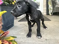 Lola , a female Cane Corso for sale in Louisville, KY – 4 of 7