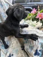 Girl # 2 , a female Cane Corso for sale in Louisville, KY – 5 of 7