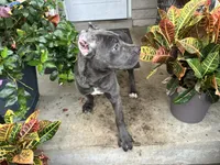 Sadie *champion Pedigree*, a female Cane Corso for sale in Louisville, KY – 2 of 10