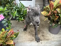 Sadie *champion Pedigree*, a female Cane Corso for sale in Louisville, KY – 4 of 10