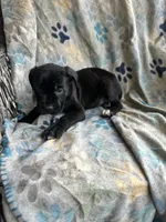 Girl # 4 , a female Cane Corso for sale in Louisville, KY – 8 of 10