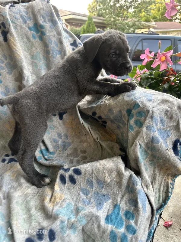 Girl # 3  – Cane Corso puppy for sale in Louisville, KY