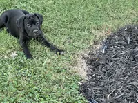 Layla - Cane Corso Pup , a female Cane Corso for sale in Louisville, KY – 10 of 10