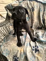 Girl #1 updated , a female Cane Corso for sale in Louisville, KY – 2 of 9