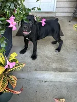 Layla - Cane Corso Pup , a female Cane Corso for sale in Louisville, KY – 7 of 10